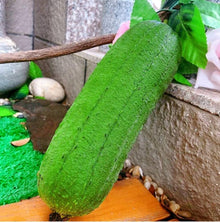 Pure meat loofah plant grown from seeds with long, smooth gourds ideal for culinary or sponge use