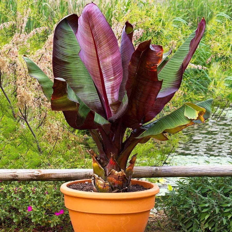 Musa Balbisiana Musa balbisiana for planting in tropical garden