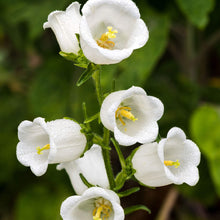 Canterbury Bell Seeds (Campanula medium) for a lasting display in the Cottage Flower Border