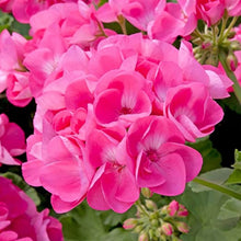 Geranium Seeds for a bright addition to the White Pink Garden