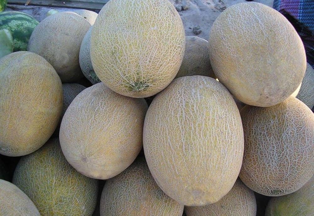 Melone Amal F2 Hybrid Seeds for sweet summer fruits