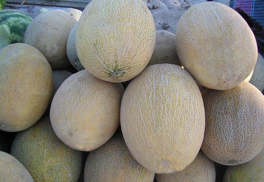 Melone Amal F2 Hybrid Seeds for sweet summer fruits