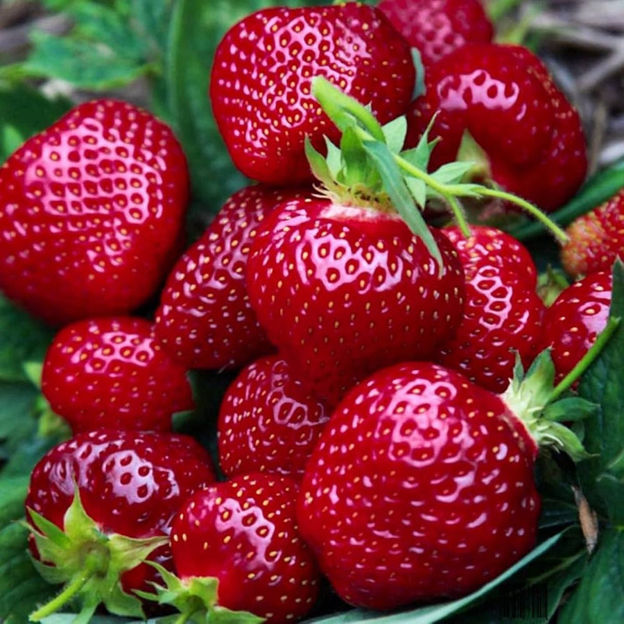 Giant Strawberry Fragaria × Ananassa fruit seeds for planting in home garden and vertical garden planters - for planting in home garden