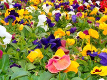 Pansy Swiss Giants Early Blooming Colorful Seeds for reliable seasonal color
