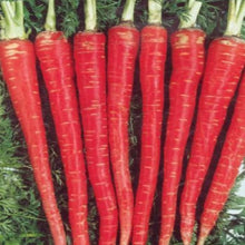 Carrot Daucus Carota Seeds for growers stocking a kitchen garden