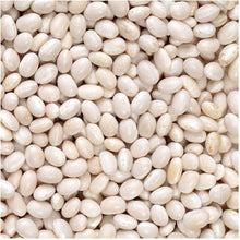 Navy Bean Seeds (Phaseolus vulgaris) valued by growers for home farming and backyard planting