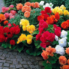 Double Begonia Seeds (Begonia spp.) for a bright addition to the Flower Bed & Indoor Garden