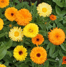 Calendula Seeds (Calendula officinalis) for gardeners building out beds and borders