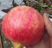 Big Pomegranate Semente De Frutas Tropicais Seeds for a homegrown harvest from the Fruit Garden
