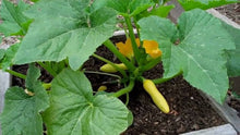 Dark Green Zucchini Squash Seeds for home growers seeking a reliable harvest