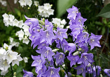 Bellflower Campanula Carpatica Tussock Purple Blue Flower Seeds for Planting – Compact Blooms for Edging and Containers