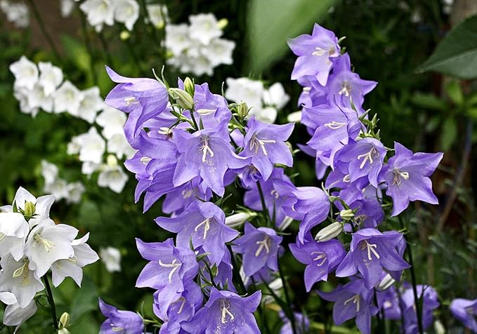 Bellflower Campanula Carpatica Tussock Purple Blue Flower Seeds for Planting – Compact Blooms for Edging and Containers