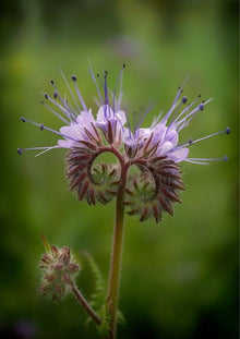 Lacy Phacelia Phacelia Tanacetifolia Seeds for reliable seasonal color