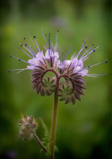 Phacelia Phacelia tanacetifolia for planting in pollinator garden