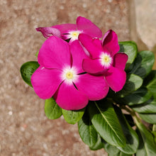 Vinca Catharanthus Roseus Seeds valued for cottage Seasonal Displays