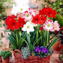 Amaryllis Seeds for a colorful addition to any planting