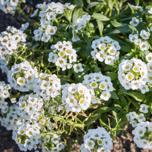 Reale Tappeto Alyssum Seeds (Lobularia maritima) for a lasting display in the Flower Bed & Home Garden