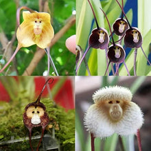 Orchid Orchidaceae Rare Seeds for seasonal color across the Indoor Tropical Gardens