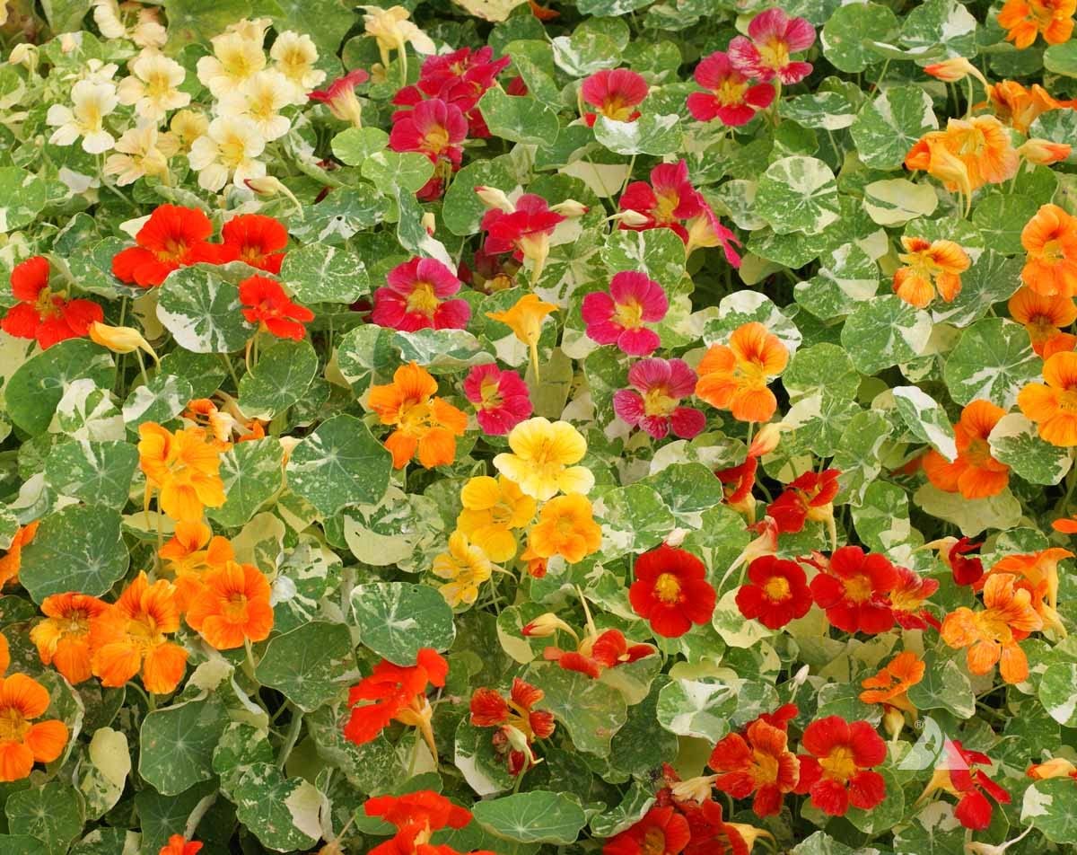 Dwarf nasturtium Tropaeolum majus alaska-gold flower seeds for planting in wild gardens or hanging baskets