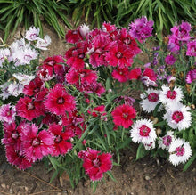 Dianthus Velvet N Lace Seeds for growers filling out the Dianthus bed cottage garden