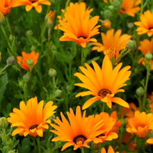 African Daisy Seeds (Dimorphotheca aurantiaca) for seasonal color across the home garden flower bed