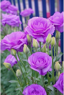 Eustoma Eustoma Grandiflorum White Seeds valued for wedding Indoor Decor