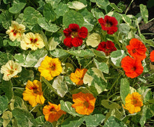 Jewel Mix Nasturtium Seeds (Tropaeolum majus) for seasonal color across the flower bed edible garden