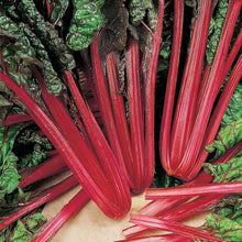 Rainbow Swiss Chard Seeds (Beta vulgaris) for growers filling out the kitchen garden containers