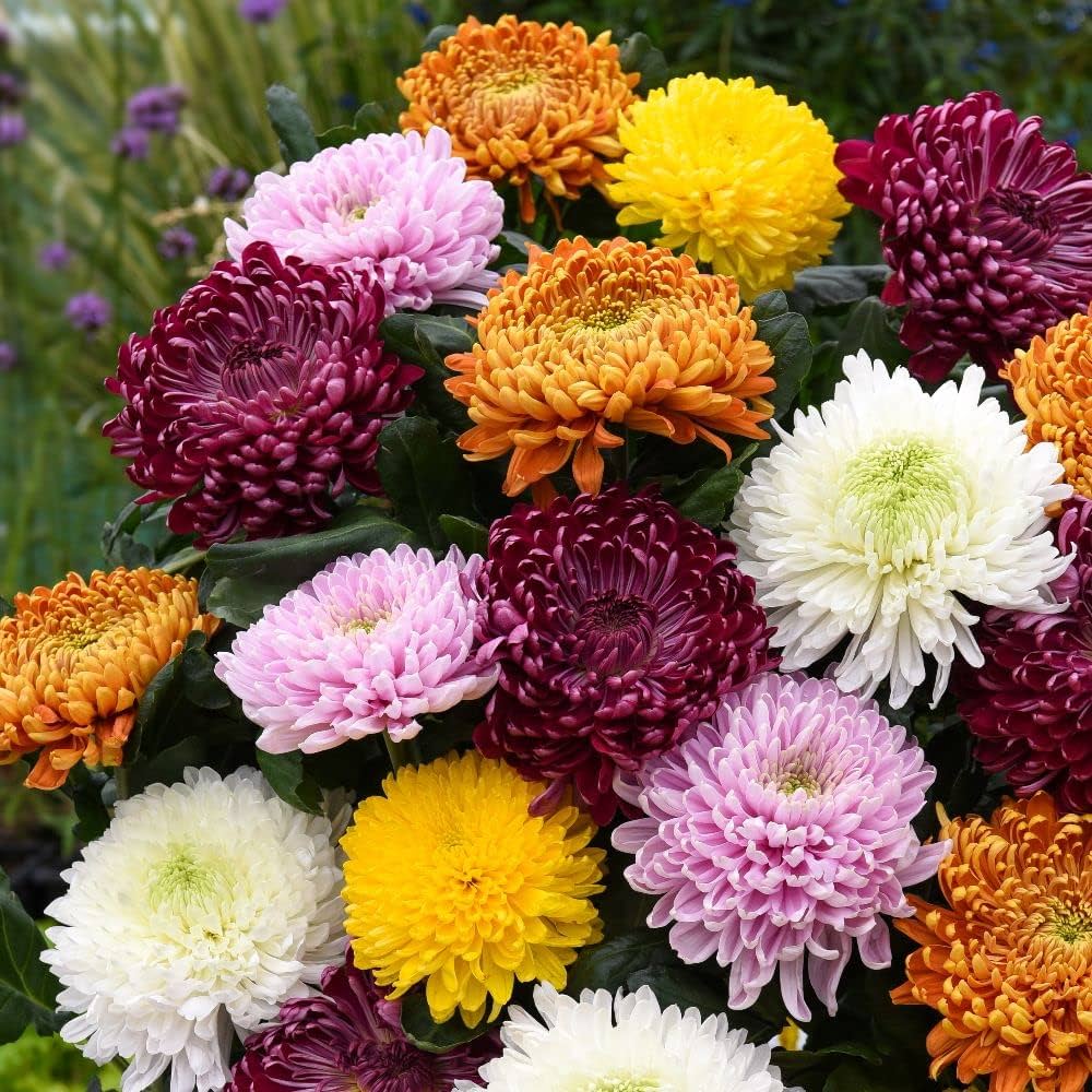 Chrysanthemum Chrysanthemum Morifolium flower seeds for planting in home garden borders and flower beds - for planting in home garden
