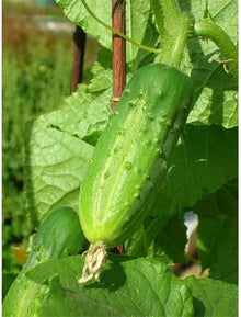 Health Kick VFFA Hybrid Tomato Seeds for home growers seeking a reliable harvest