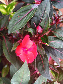 New Guinea Impatiens Divine Lavender flower Seeds known for colorful tropical displays