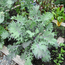 Red Russian Kale Seeds (Brassica napus) valued by growers for cold-Hardy Salad Gardening