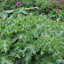 Sow Thistle Herb Plants for growers filling out the Medicinal Herb Garden