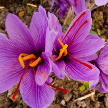 Saffron pot seeds for bonsai, balcony, and garden flowering plants