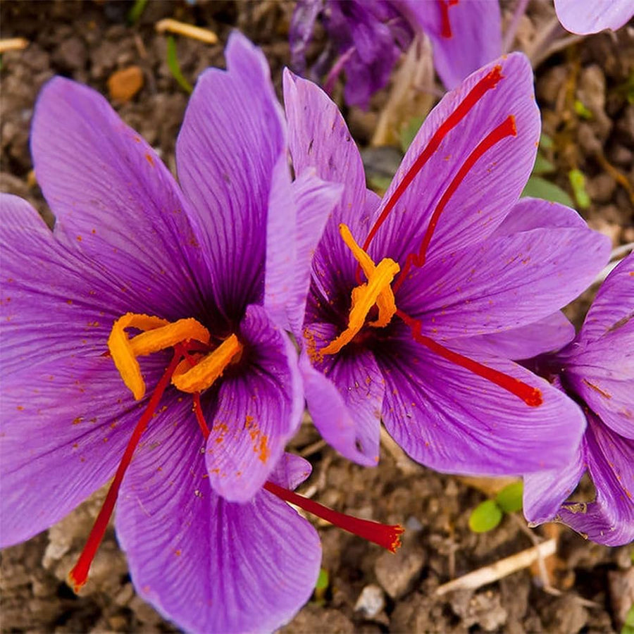 Saffron pot seeds for bonsai, balcony, and garden flowering plants