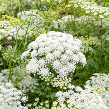 Baby’s Breath Fragrant Seeds for colorful blooms in the Indoor & Garden