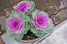 Kale Seeds for growers stocking the Brassica Oleracea Garden