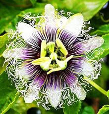 Passion Seeds (Passiflora spp.) for a homegrown harvest from the Garden
