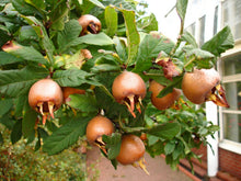 Mespilus Germanica Medlar Tree Seeds for growers wanting a homegrown harvest