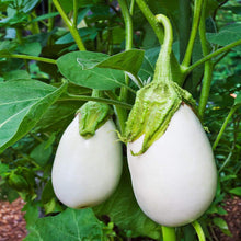 Ivory F1 Aubergine Seeds (Solanum melongena) for productive rows in the creamy white eggplant growing in kitchen gardens