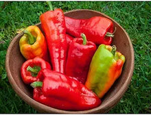 Beaver Dam Pepper Capsicum annuum for planting in vegetable patch