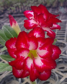 Desert Rose Adenium Obesum Triple Rouge Velours seeds