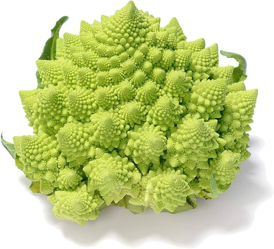 Broccoli Romanesco ��������� Brassica oleracea ��������� for vegetable garden