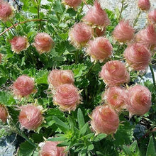 Prairie Seeds for reliable seasonal color