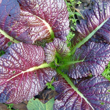 Organic Red Mustard Osaka Viola Seeds (Brassica juncea) for a reliable harvest in the Garden