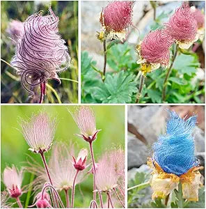Prairie Flower for planting