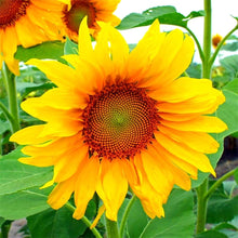 Wild sunflower Helianthus annuus grauer streifen seeds for planting in pollinator gardens or backyard borders