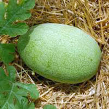 Plant Seeds (Charleston gray) for productive rows in the home garden or summer backyard planting