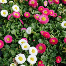 Rose Daisy Seeds (Bellis perennis) for growers filling out the flower bed home garden