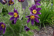 Pasque Flower ��������� Pulsatilla vulgaris ��������� for planting in perennial gardens